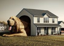 В ЮКО приняты новые правила содержания домашних животных