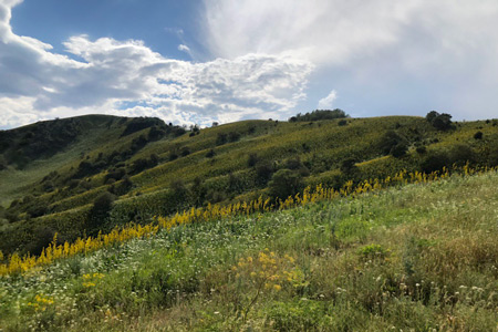 Застройку гор предложили запретить в Алматы