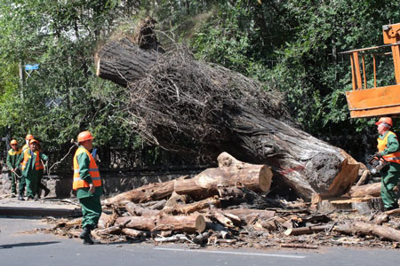 Новости: В Алматы вырубят более 84 тысяч деревьев