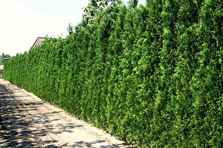 В следующем году заборы в Алматы «зацветут»