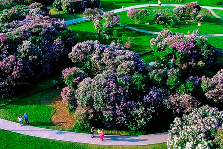 В&nbsp;Нур-Султане появится сиреневый парк