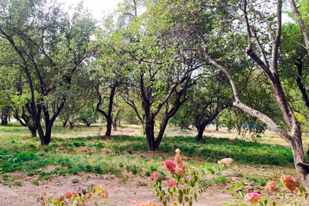 В Алматы появятся лавандовые поля и сады с апортом