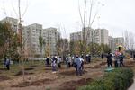 Новости: В Алматы высадят почти 300 тысяч деревьев