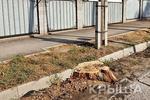 Новости: В Алматы спилят более 750 здоровых деревьев