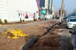 Новости: Вырубка деревьев на Толе би в Алматы: полиция переквалифицировала дело