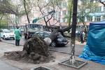 Новости: В Алматы вырубят аварийные деревья
