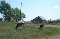 "Сельчан подводит менталитет"