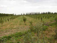 Предложено ужесточить требования по использованию земельных ресурсов