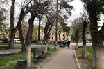 Новости: Варварскую обрезку деревьев в Алматы объяснили чиновники