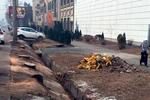Новости: Президент поручил разобраться с незаконной вырубкой деревьев в Алматы