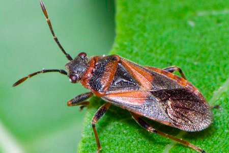 Биологи объяснили причину нашествия клопов в&nbsp;Алматы