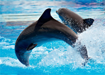 Дельфинарий на Сайране всё-таки будет