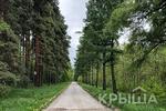 Новости: В Алматы запущено приложение с информацией о деревьях