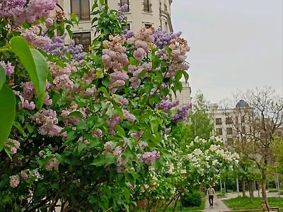 3-комнатная квартира · 132 м² · 1/6 этаж, мкр Мирас, Мкр. Мирас — !! Потолок 3,4 метра!!! Школа Бобек, и школа для одаренных за 135 млн ₸ в Алматы, Бостандыкский р-н