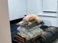 2-комнатная квартира · 59.7 м² · 8/9 этаж, Сатпаева — Кафе Сәлем Голд. Гостиница Пекин за 27 млн ₸ в Атырау — фото 27