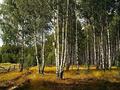 Жер телімі · 15 сотық, Орман 26Б, бағасы: 5.5 млн ₸ в 