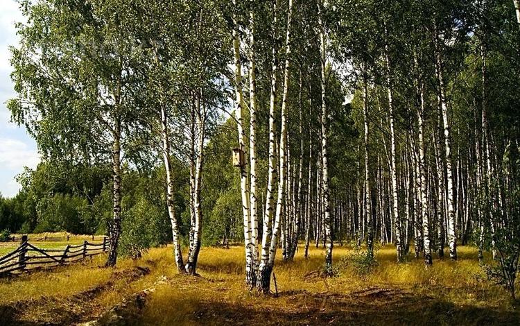 Жер телімі · 15 сотық, Орман 26Б, бағасы: 5.5 млн ₸ в  — фото 2