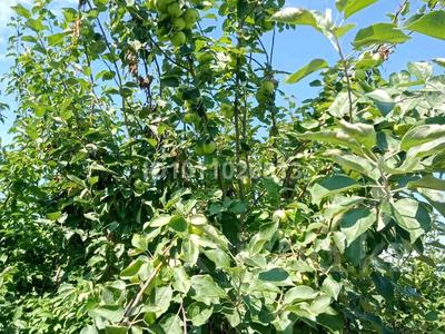 Дача · 1 комната · 10 м² · 9.8 сот., Садоводческое товарищество Вишенка за 2 млн 〒 в Петропавловске