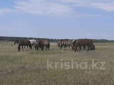 Участок · 224 га, Мира 3 за 100 млн 〒 в Акколе