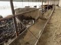 Откорм база, убойный цех. Готовый бизнес рентабельный · 8300 м² за 28 млн ₸ в Баяндах