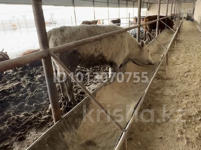 Откорм база, убойный цех. Готовый бизнес рентабельный · 8300 м² за 28 млн ₸ в Баяндах