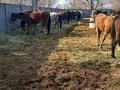 Участок · 17 га, Ауэзова 1 — Пос. Акжал за 163 млн ₸ в 