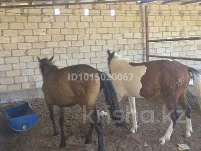 Саяжай · 3 бөлме · 1000 м² · 1000 жүзд., Жоғарғы ауыл, бағасы: 20 млн ₸ в Жанаозен
