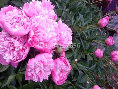 Дача · 1 комната · 15 м² · 6.2 сот., Восточный 5 дачи за 4.2 млн 〒 в Семее