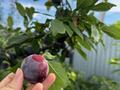 Жеке үй · 5 бөлме · 230 м² · 10 жүзд., Курмангалиева 48, бағасы: 32 млн ₸ в Алмалы — фото 22