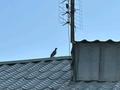 Жеке үй · 9 бөлме · 450 м² · 18 жүзд., мкр Катынкопыр, Мкр Катын копр — Тамерлановское шоссе и Сыпырган ата, бағасы: 150 млн ₸ в Шымкенте, Абайский р-н — фото 4