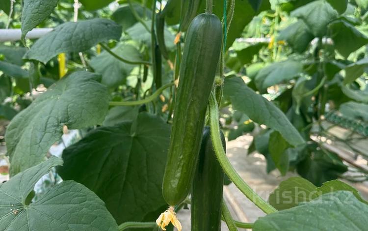 Сельское хозяйство · 4500 м² за 750 млн 〒 в Астане, р-н Байконур — фото 2