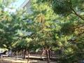 Отдельный дом · 7 комнат · 260 м² · 11 сот., Тайманова 46 за 56.5 млн ₸ в Актобе, жилой массив Юго-Запад-1 — фото 8