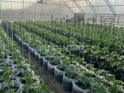 Готовый бизнес теплица · 150 м² за 3 млн 〒 в Актобе, жилой массив Жанаконыс-2