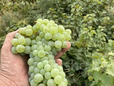Участок · 10 га, Даркенбая за 100 млн ₸ в Акши (Енбекшиказахском районе)