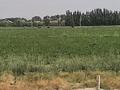Участок · 12 га, мкр Алтын Орда за 15 млн ₸ в Шымкенте, Каратауский р-н — фото 7