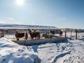Ферма под молочную прожукцию или откорм база · 6600 м² за 140 млн ₸ в Софиевке