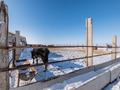 Ферма под молочную прожукцию или откорм база · 6600 м² за 140 млн ₸ в Софиевке — фото 4