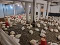 Сельское хозяйство · 800 м² за 300 000 ₸ в  — фото 6