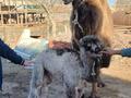 Отдельный дом · 3 комнаты · 43 м² · 12 сот., С/т Мечта — Возле конечной остановки маршрута 28, дачного массива Сабалак за 9.5 млн ₸ в  — фото 5