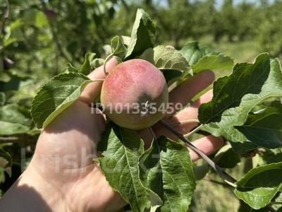 Участок · 2 га, Турген за 10 млн ₸