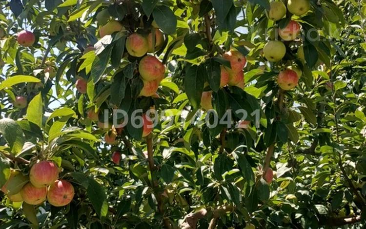 Жеке үй · 8 бөлме · 380 м² · 12 жүзд., Тумышев 309, бағасы: 45 млн ₸ в Саина Шапагатовой — фото 27