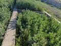 Участок · 6 соток, ПКСТ Место под солнцем за 6 млн ₸ в  — фото 4