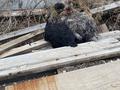 Отдельный дом · 8 комнат · 130 м² · 5 сот., мкр. Зачаганск пгт 131/1 — Акжайык за 25 млн ₸ в Уральске — фото 34