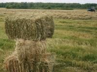 Участок · 6.15 га, Между Ынтымк и Фабричный — Между Ынтымак и Фабричный за 60 млн 〒 в Узынагаш