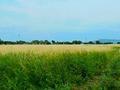 Участок · 108 соток, мкр Алатау (ИЯФ) — БАКАД за 32 млн ₸ в Алматы, Медеуский р-н — фото 3