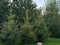 Жеке үй · 4 бөлме · 200 м² · 10 жүзд., Новоульбинка — Царское село, бағасы: 57 млн ₸ в Усть-Каменогорске, Ульбинский — фото 5