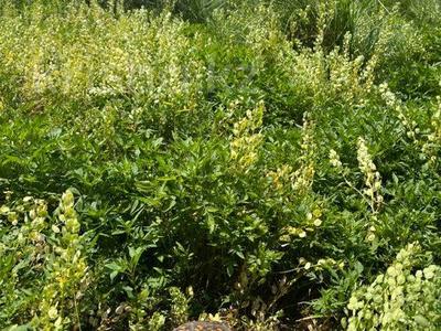 Участок · 8 га, Садовое общество Ромашка 25 за 500 000 〒 в Петропавловске