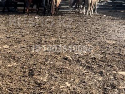 Участок · 1100 га, Итауыз 1 — Сарыоба за 30 млн 〒 в Сатпаев