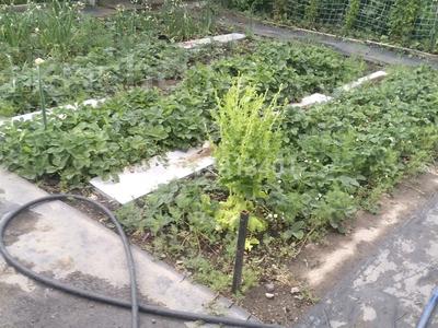 Дача · 1 комната · 12 м² · 7 сот., мкр Михайловка за 1.5 млн ₸ в Караганде, Казыбек би р-н