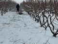 Участок · 93 га, жилой массив Маятас — Возле водохранилища за 350 млн ₸ в Шымкенте, Енбекшинский р-н — фото 5